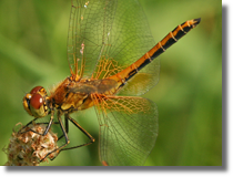 Szablak óty (Sympetrum flaveolum) - obelisk