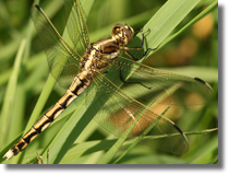 Lecicha biaoznaczna (Orthetrum albistylum)