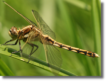 Lecicha biaoznaczna (Orthetrum albistylum)