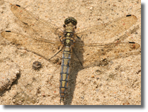 Lecicha pospolita (Orthetrum cancellatum)