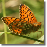 Dostojka aglaja (Argynnis aglaja)