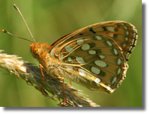 Dostojka aglaja (Argynnis aglaja)