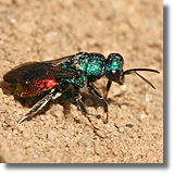 Zotolitka (Chrysidoidea sp.)