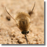 Bujanka (Bombylius sp.)