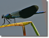 witezianka byszczca (Calopteryx splendens)