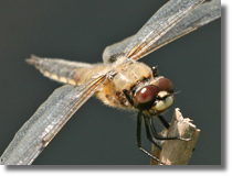 Waka czteroplama (Libellula quadrimaculata)