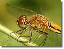 Szablak (Sympetrum sp.)