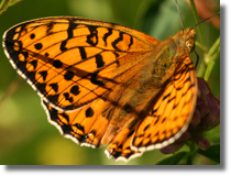 Dostojka aglaja (Argynnis aglaja)