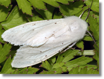 Spilosoma sp.2