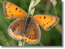 Czerwoczyk nieparek (Lycaena dispar)