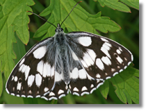 Polowiec szachownica (Melanargia galathea)