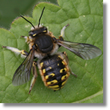 Anthidium manicatum