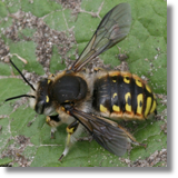 Anthidium manicatum