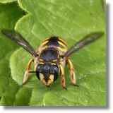 Anthidium manicatum