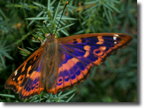 Apatura ilia f. clytie