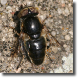 Eristalinus sp.