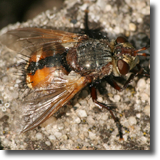 Tachnidae