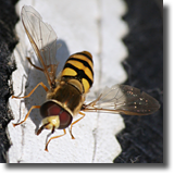 Syrphidae