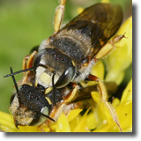 Anthidium oblongatum