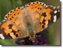 Vanessa cardui