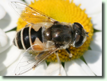 Syrphidae sp.