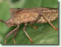 Hemiptera sp.