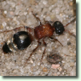 ronka (Mutillinae sp.)