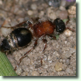 ronka (Mutillinae sp.)