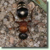 ronka (Mutillinae sp.)