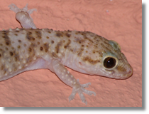 Hemidactylus turcicus