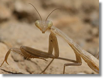 Mantis religiosa religiosa