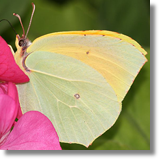 Gonepteryx cleopatra