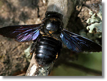 Xylocopa sp.