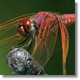 Trithemis annulata (?)