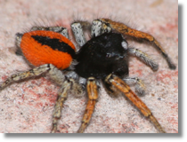 Philaeus sp.