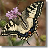 Papilio machaon