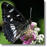 Limenitis reducta