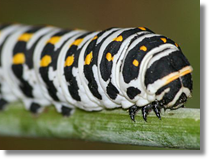 Papilio alexanor