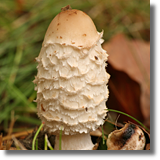 Czernidak (Coprinus Pers.)