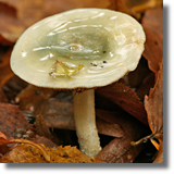 Gobek grynszpanowy (Russula aeruginea)