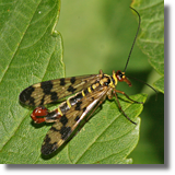 Wojsika pospolita (Panorpa communis)