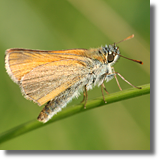 Karltek ceglasty (Thymelicus sylvestris)