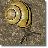 Wstyk gajowy (Cepaea nemoralis)