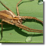 Darownik przedziwny (Pisaura mirabilis)