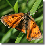 Czerwoczyk nieparek (Lycaena dispar)