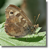 Osadnik egeria (Pararge aegeria)