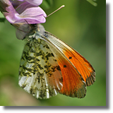 Zorzynek rzeuchowiec (Anthocharis cardamines)