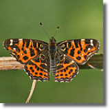 Rusaka kratkowiec (Araschnia levana)