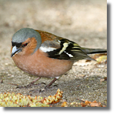 Ziba (Fringilla coelebs)