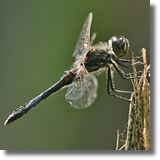 Szablak szkocki (Sympetrum danae)